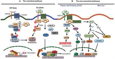 Wnt Signaling Cascade in Dendritic Cells and Regulation of Anti-tumor Immunity